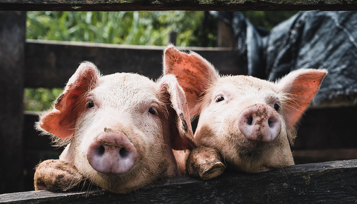 pigs pigs